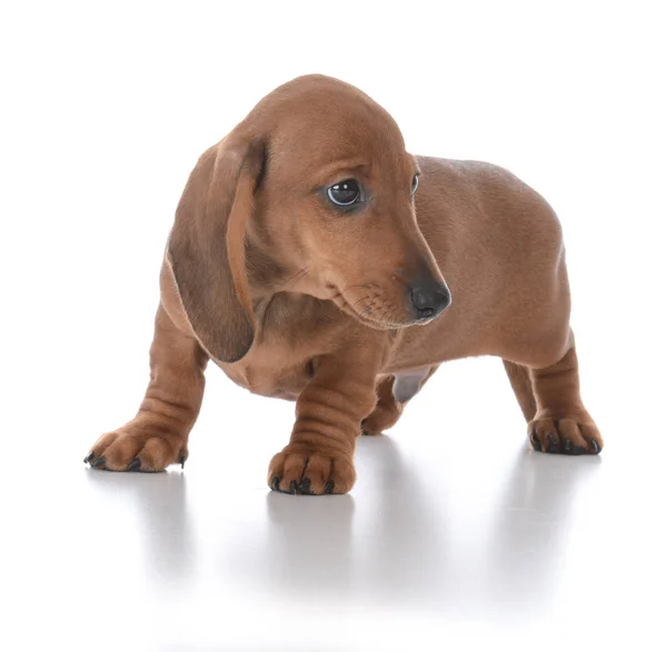 Adorável macho dachshund cachorro — Fotografia de Stock