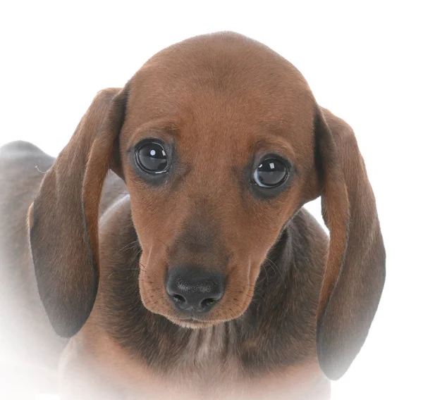 Portrait of female dachshund puppy — Stock Photo, Image