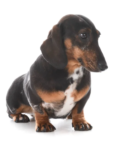 Miniatura dachshund sentado — Fotografia de Stock