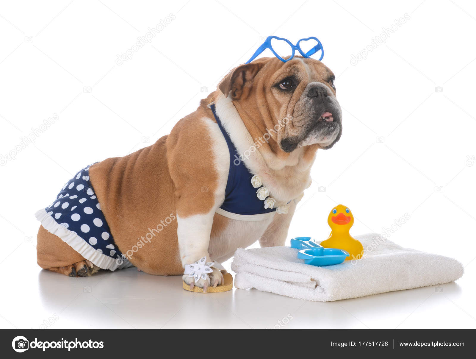 Dog in top a swimsuit