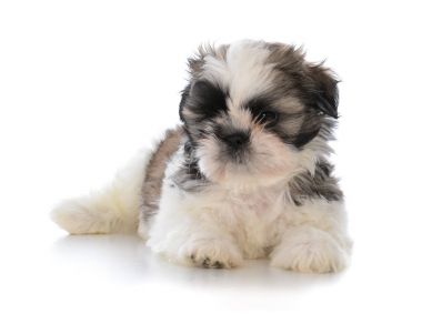 oturma sevimli erkek shih tzu puppy