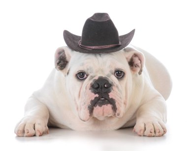 erkek bulldog giyen Batı hat 