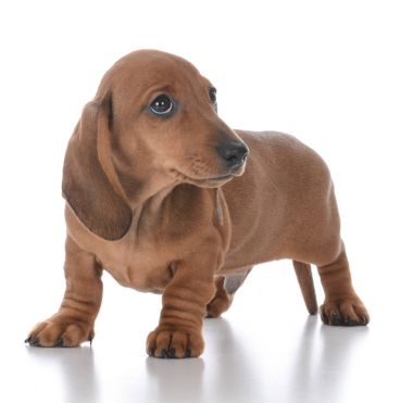 çok güzel erkek daksund köpek yavrusu