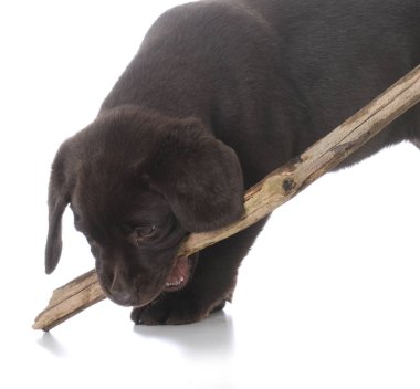 bir sopa ile köpek yavrusu