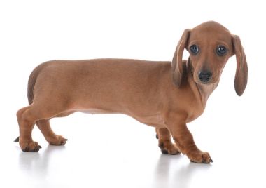 çok güzel dişi dachshund köpek yavrusu