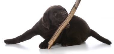 bir sopa ile köpek yavrusu