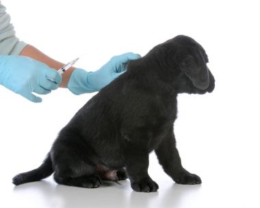 puppy getting vaccinated clipart