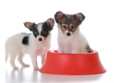 Papillon çöp arkadaşları köpek yemeği ile
