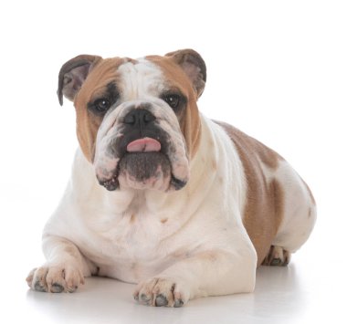 köpek komik ifade ile