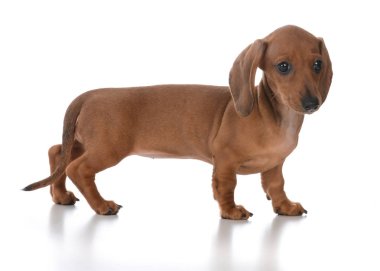 çok güzel dişi dachshund köpek yavrusu