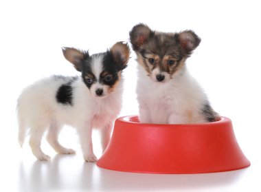 Papillon çöp arkadaşları köpek yemeği ile