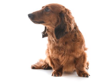 oturmuş minyatür dachshund 