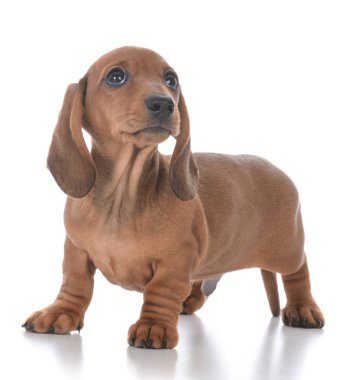 çok güzel erkek daksund köpek yavrusu