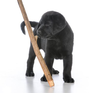 bir sopa ile köpek yavrusu