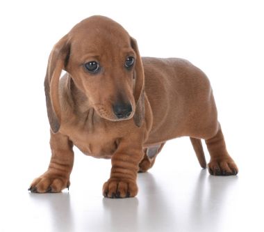 çok güzel erkek daksund köpek yavrusu