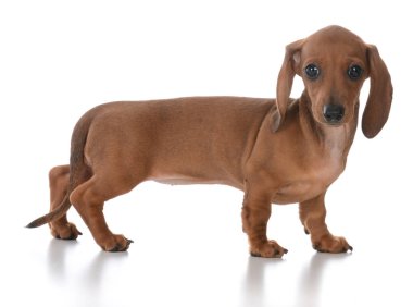 çok güzel dişi dachshund köpek yavrusu