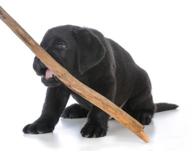 bir sopa ile köpek yavrusu