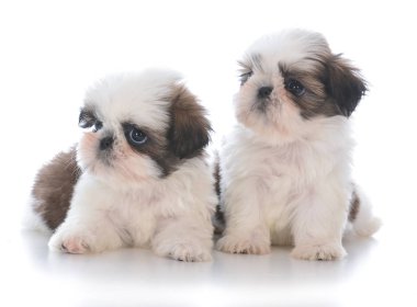 iki shih tzu puppy çöp arkadaşları