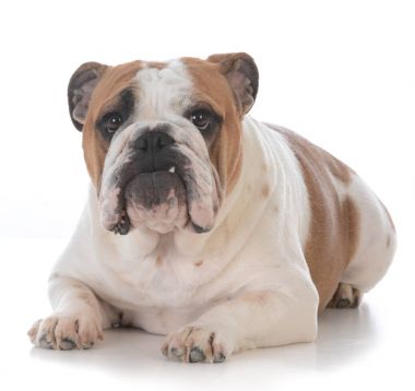 köpek komik ifade ile