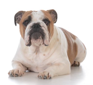 köpek komik ifade ile