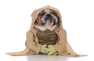 Bulldog giyen munk kostüm 