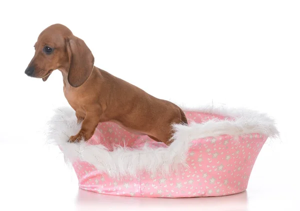 Pup in een bed van de hond — Stockfoto