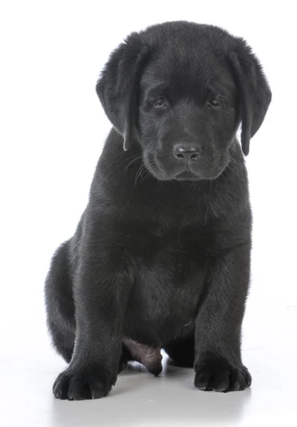 Macho labrador retriever — Foto de Stock