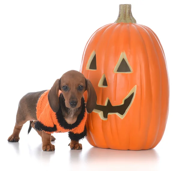 Cachorro dachshund no dia das bruxas — Fotografia de Stock