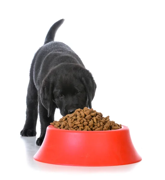 Voeding van het puppy — Stockfoto