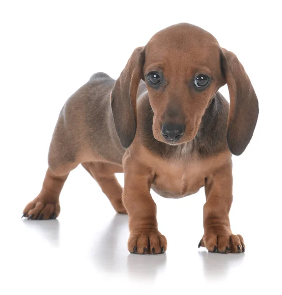 Adorável fêmea dachshund cachorro — Fotografia de Stock