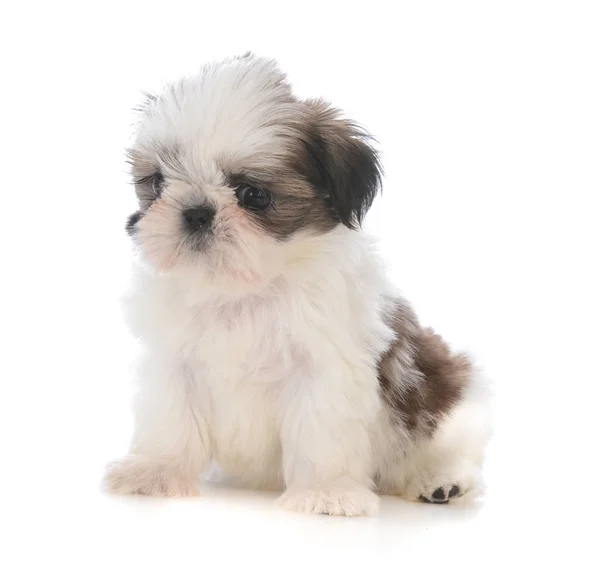 Roztomilé štěně shih tzu sedí — Stock fotografie