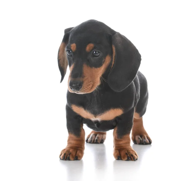 Schattig mannelijke teckel pup — Stockfoto