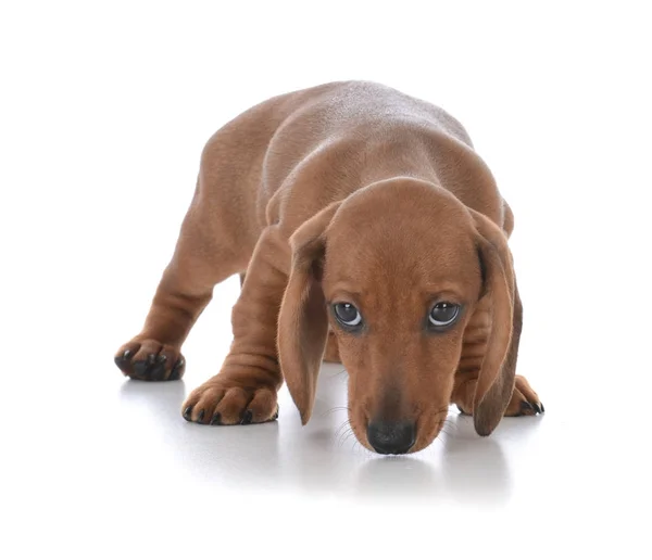 Стеснительная собака, заглядывающая в глаза — стоковое фото