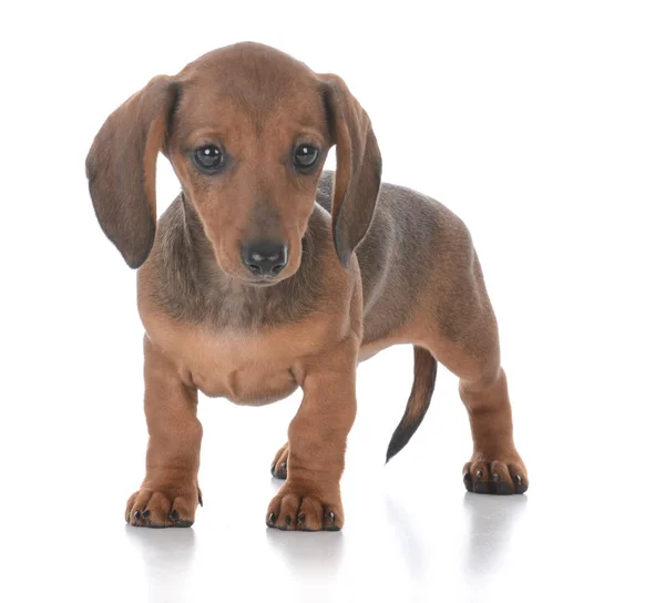 Adorable female dachshund puppy — Stock Photo, Image