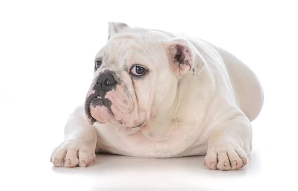 Bulldog maschio sdraiato — Foto Stock