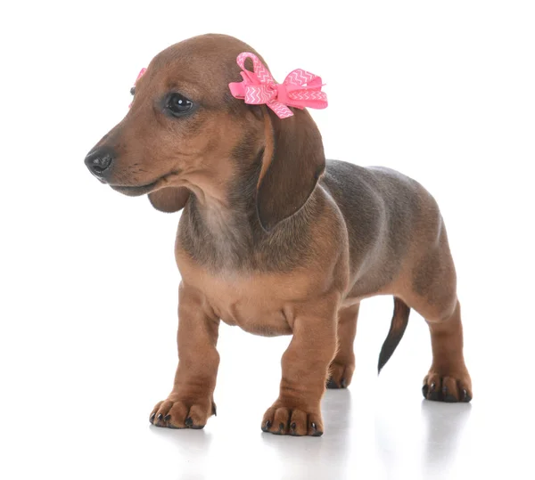 Adorable female dachshund puppy — Stock Photo, Image