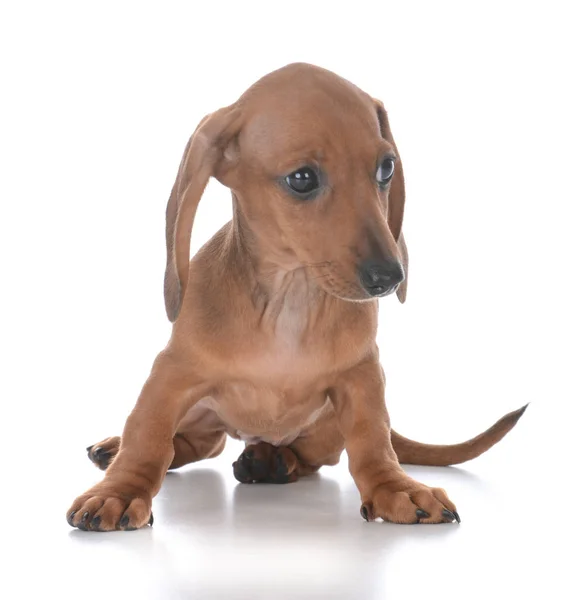 Schattig vrouwelijke teckel pup — Stockfoto