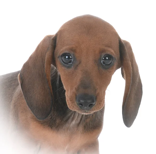 Retrato de cachorrinho dachshund fêmea — Fotografia de Stock