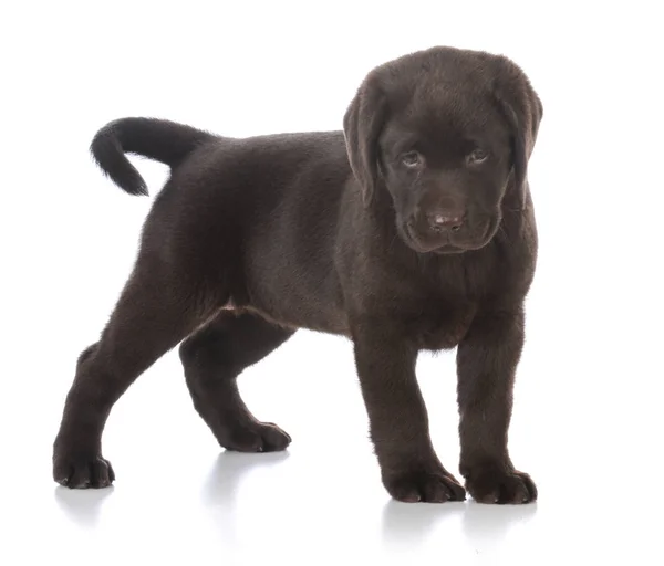 Labrador retriever hembra — Foto de Stock