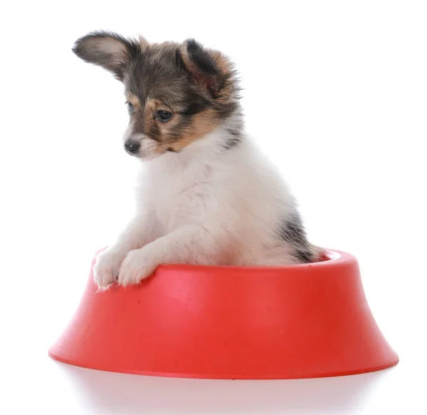 Papillon puppy in a dog dish — Stock Photo, Image