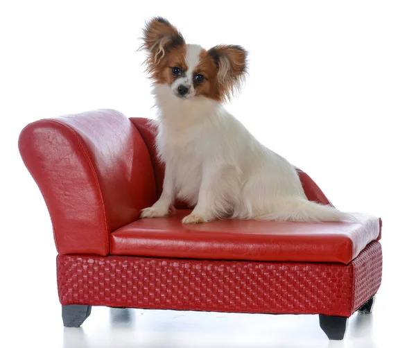 Cachorro papillon em um sofá — Fotografia de Stock