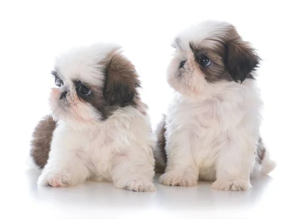 Dois shih tzu filhote de cachorro companheiros — Fotografia de Stock