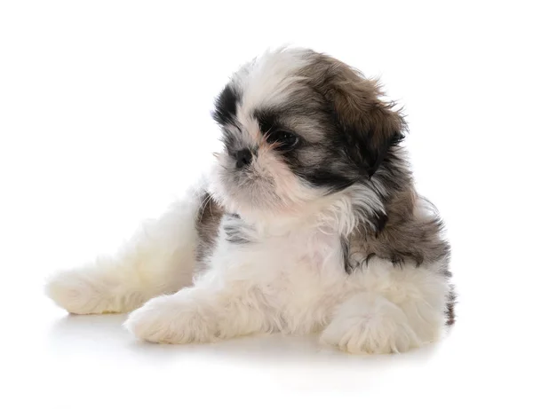 Schattige mannelijke shih tzu puppy zit — Stockfoto