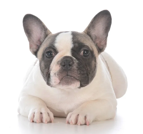 Female french bulldog puppy — Stock Photo, Image