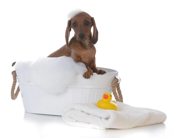 Puppy krijgen een bad — Stockfoto