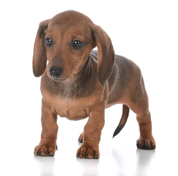 Schattig vrouwelijke teckel pup — Stockfoto