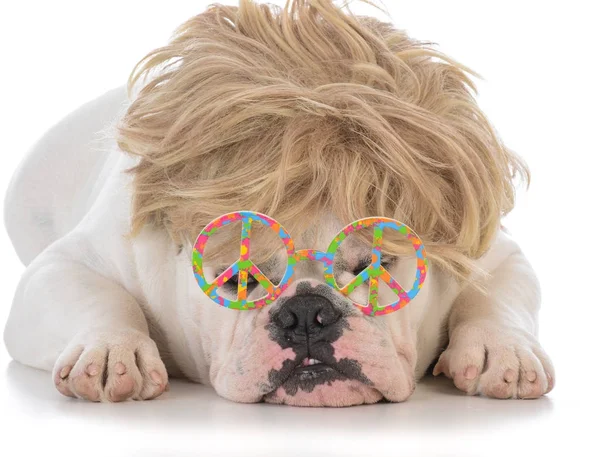 Mâle bulldog portant perruque et lunettes de paix — Photo