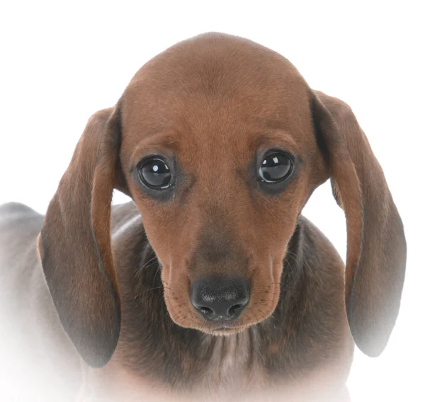 女性ダックスフンド子犬の肖像画 — ストック写真