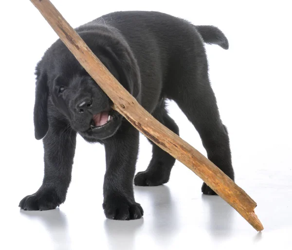Cachorro com um pau — Fotografia de Stock