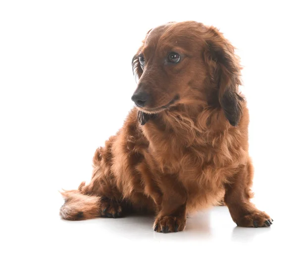 Miniature dachshund sitting — Stock Photo, Image